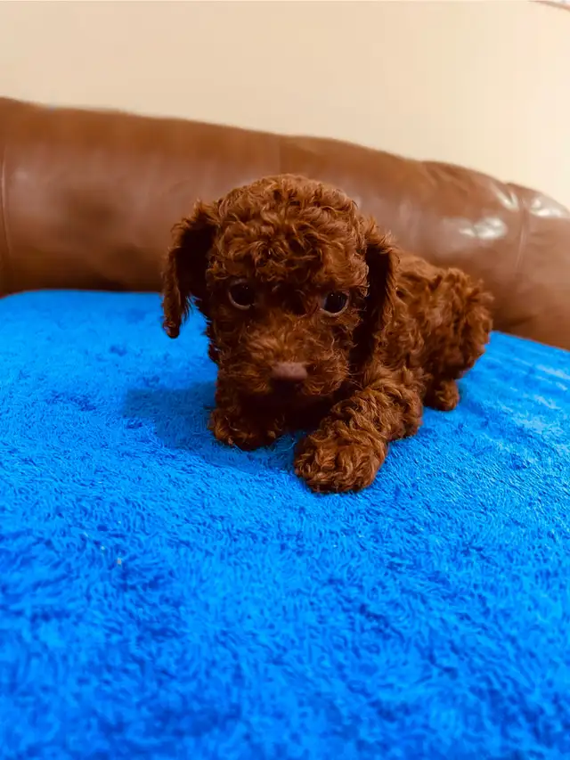 DARK RED toy poodle puppy / caniche toy rouge foncé chiot in Dogs & Puppies for Rehoming in Laval / North Shore - Image 6