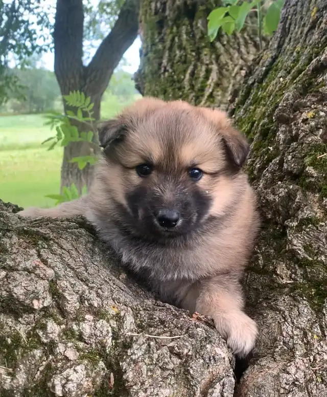 TAMASKAN PUPS (Ultimate Shepsky) in Dogs & Puppies for Rehoming in Edmonton - Image 5