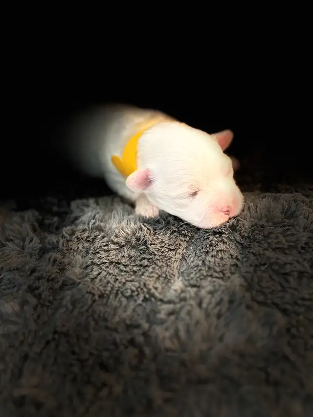 Purebred Maltese puppies in Dogs & Puppies for Rehoming in Winnipeg - Image 6