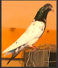 Pure Teddy Pakistani Pigeons