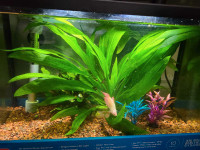 10 Gallon Aquarium Fish Tank