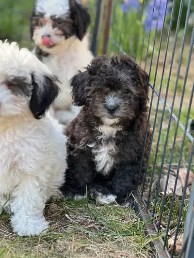 These sweet pups have been raised right in our home and showered with love from my kids—they’re play...
