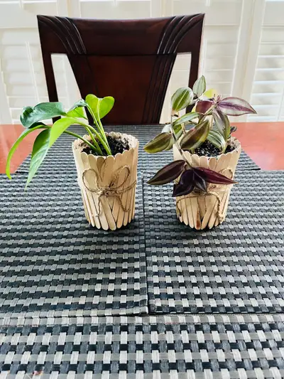 PLANT SET: Pothos (Money Plant) and Tradescantia Zebrina, View more