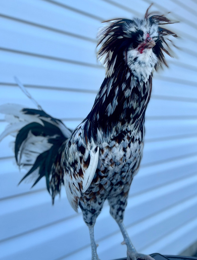 Silkie rooster and polish rooster in Livestock in Belleville - Image 2