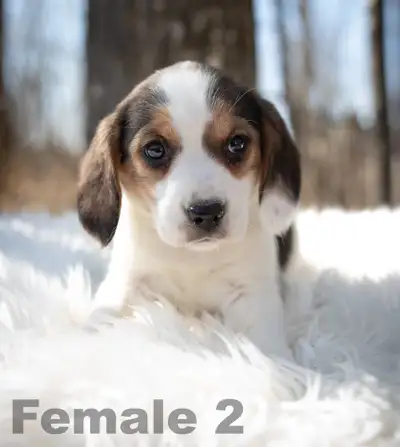 Beagle puppies, View more