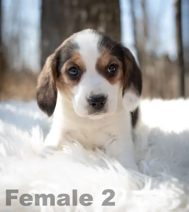 Beagle puppies in Dogs & Puppies for Rehoming in Edmonton - Image 3