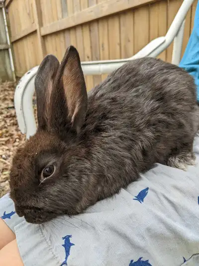 14 Week New Zealand Rabbits, View more