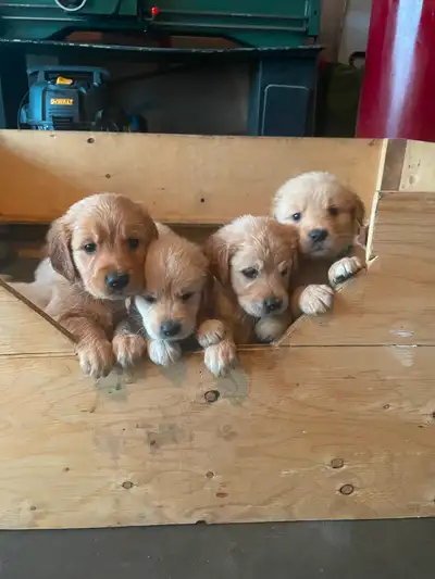 We have 11 beautiful babies looking for forever homes! Born on May 9th, they will be ready to go on...
