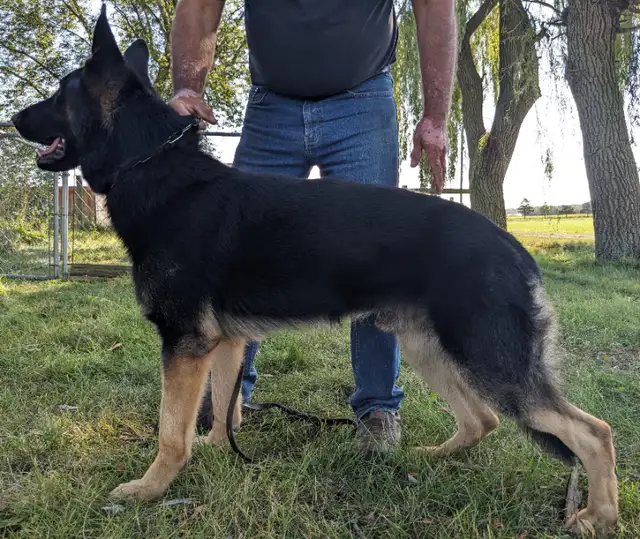 Male German Shepherd [Czech] in Dogs & Puppies for Rehoming in Mississauga / Peel Region - Image 5