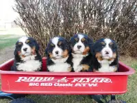 CKC Registered Bernese mountain dog puppies