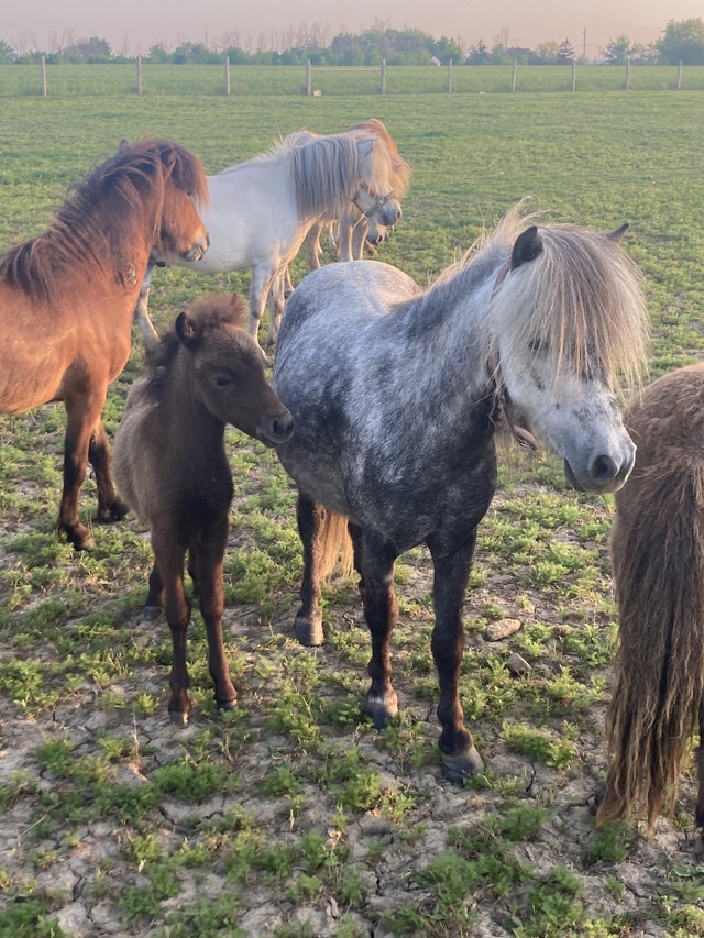 Ponies for sale Horses & Ponies for Rehoming Norfolk County Kijiji
