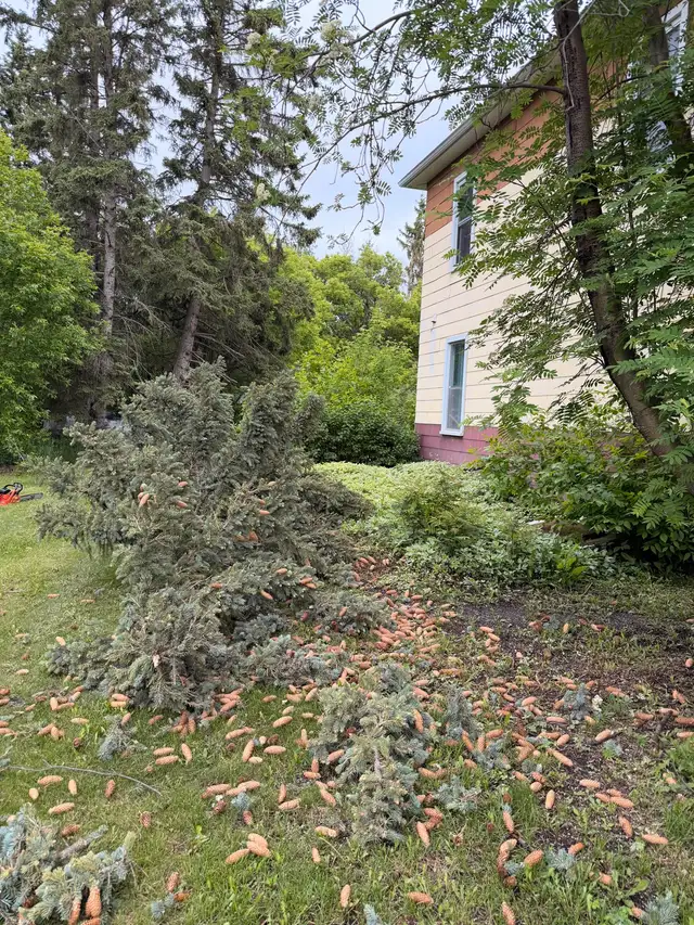 Tree cutting removal509003293189089283