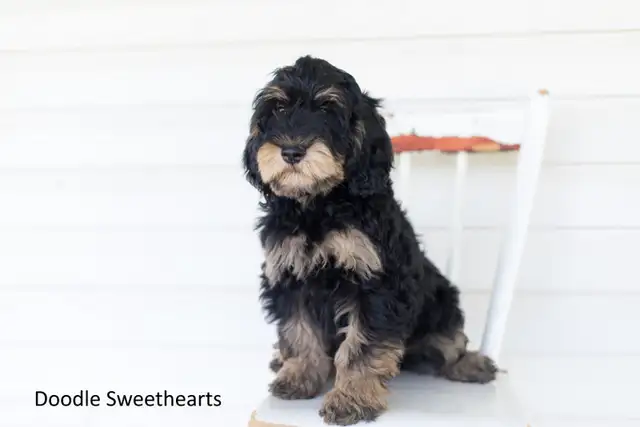 Labradoodle Puppies, Medium Size in Dogs & Puppies for Rehoming in Kitchener / Waterloo - Image 7
