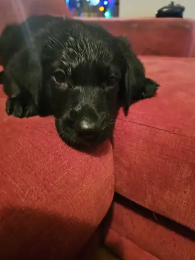 CHIOTS BERGER ALLEMAND X LABRADOR, View more