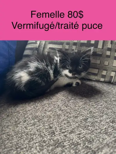 chaton de 3 mois 80$ ch et femelle de 2 ans 50$, View more