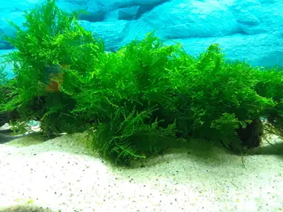 I have lots of this. $5 for sandwich baggy full. Seems to grow well in all lighting.