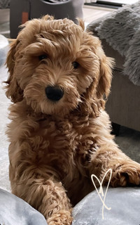 Sawyer Goldendoodles - Minis are here!!