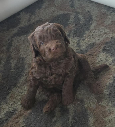 Guardian Home Wanted for Non-Shedding Double Doodle, View more