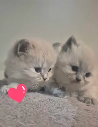 Coming soon - Ragdoll Kittens, View more
