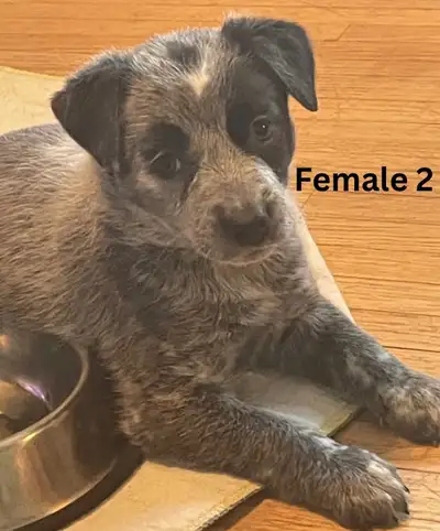 blue heeler pups , View more