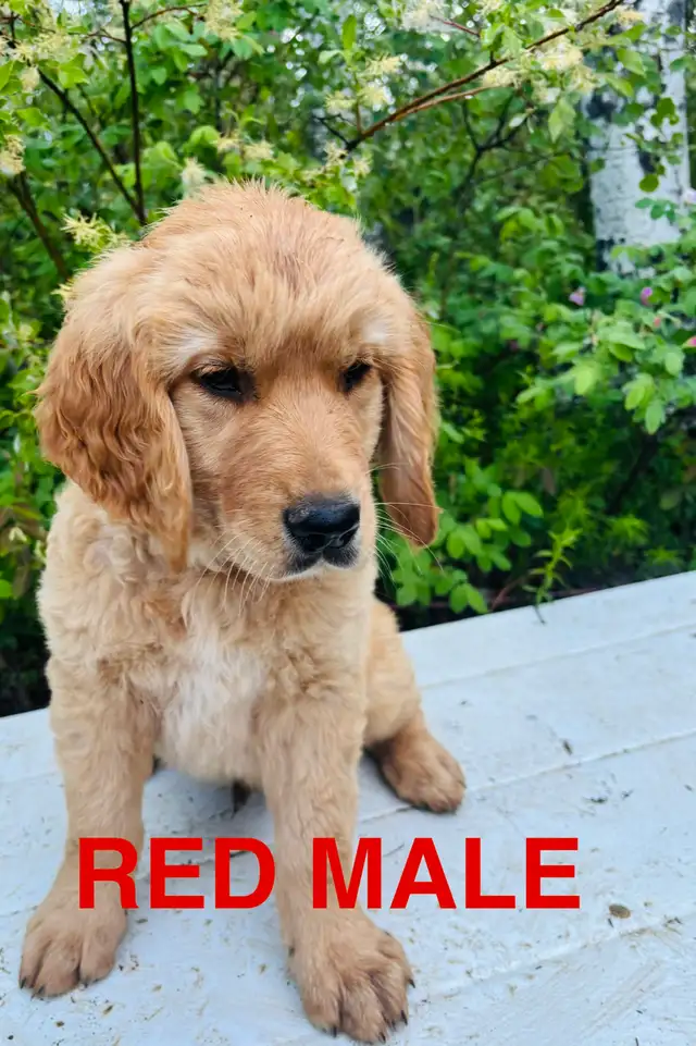 Golden retriever ALL SOLD in Dogs & Puppies for Rehoming in Edmonton - Image 2
