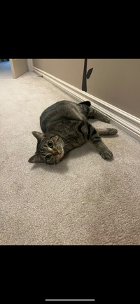 Female spayed 3 yr old cat. Looking to find a loving home. 