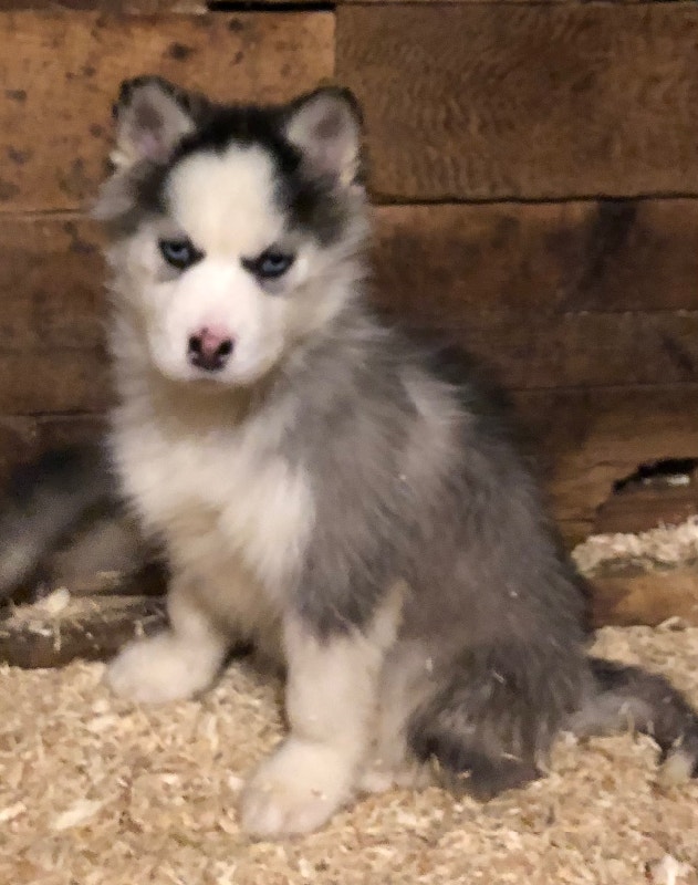Siberian Husky Puppies Dogs & Puppies for Rehoming Chilliwack Kijiji