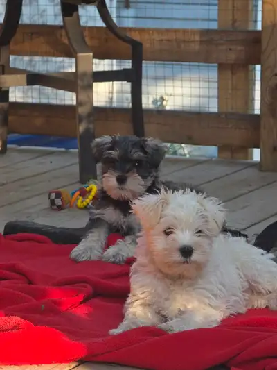 Schnauzer nain, View more