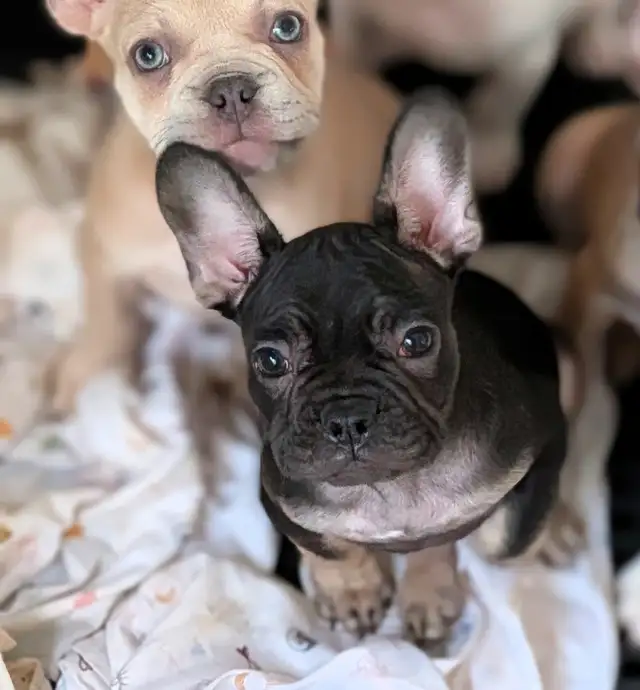 French Bulldogs for sale (ready to go!) in Dogs & Puppies for Rehoming in Delta/Surrey/Langley - Image 4