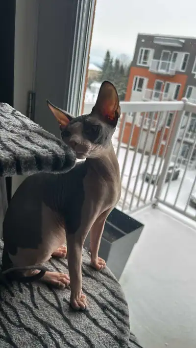 Chaton âgée de 10 mois opérer très affectueux dort avec nous , à besoin de quelqu'un à la maison, ca...