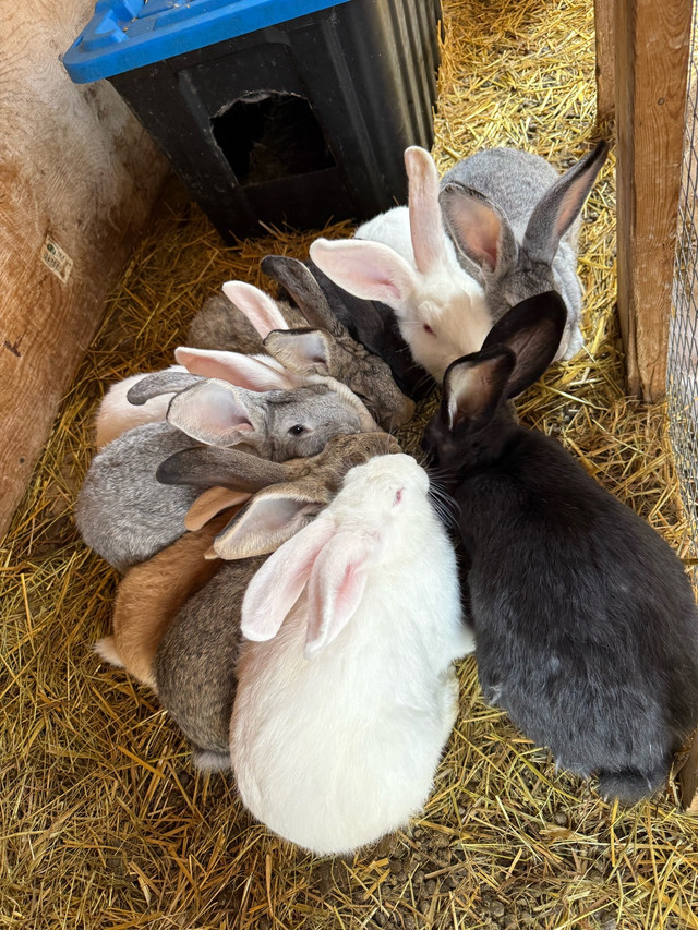 Flemish Giant (25%) x Continental Giant (75%) mix bunny rabbits in Small Animals for Rehoming in Ottawa