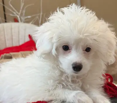 Maltipoo Puppies, View more