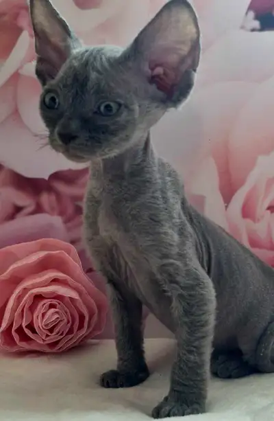 Devon-Rex, View more