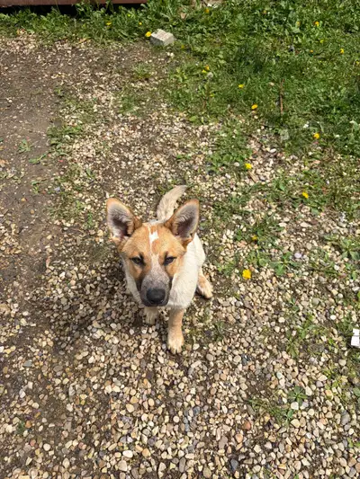 red heeler puppy, View more
