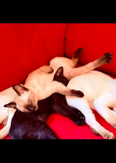 ❤️❣️Bébé chatons bengal x Siamois ❤️ Baby kittens READY ❤️Prêt, View more
