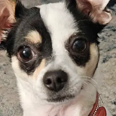 Chihuahua for sale  $1500., View more