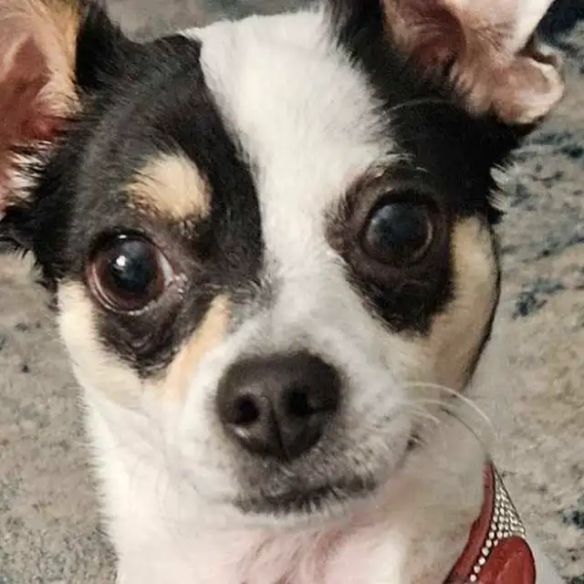 Chihuahua for sale  $1,000 in Dogs & Puppies for Rehoming in Brantford - Image 2