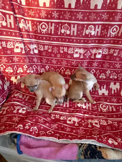 I have 3 females available ready to go asap please message me at 6477453074.They all are a brown/gol...