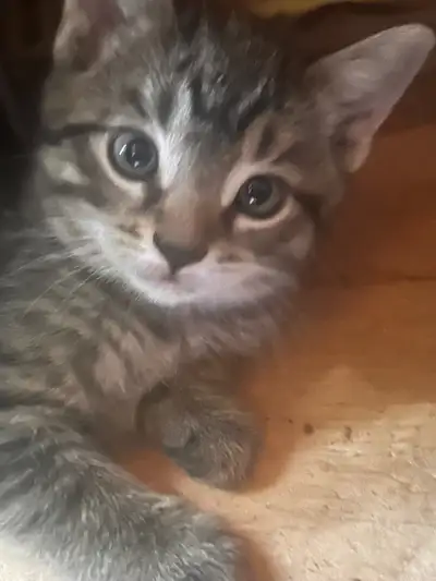 re homing kittens to a good family, View more