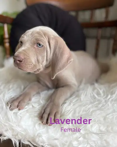 Weimaraner, View more