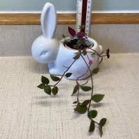 Wandering Jew Plant in Ceramic Bunny Planter