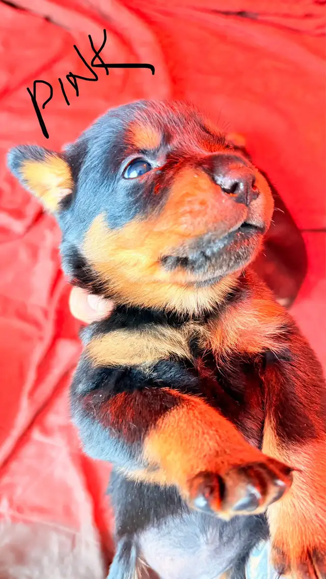 Rottweiler Puppies   ****READY AUGUST 15th**** in Dogs & Puppies for Rehoming in Hamilton - Image 5