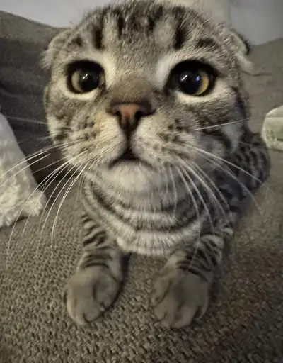 pure scottish fold 14 mois - vacciné et stérilisé, View more