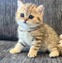 Luxurious Scottish Fold Baby Kittens 