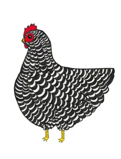 Barred Rock Hatching Eggs , View more