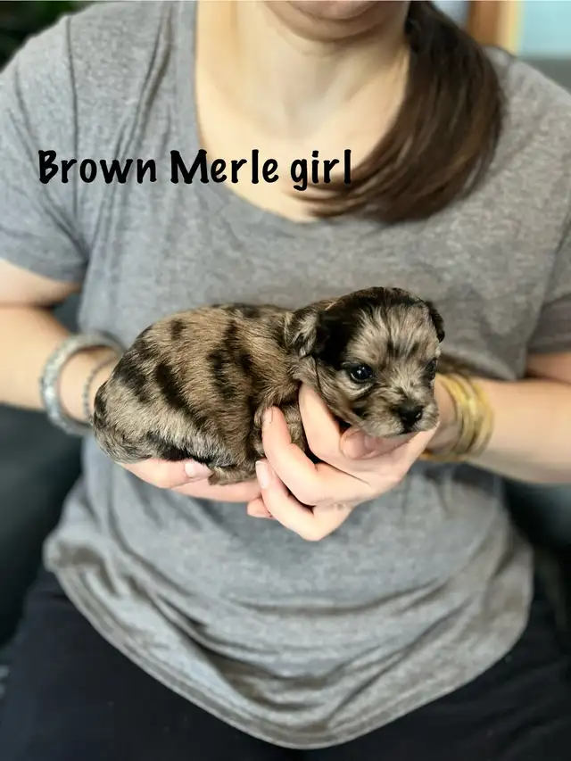 Toy Shipoo (shitzu x toy poodle)hypoallergenic and non shedding in Dogs & Puppies for Rehoming in Edmonton - Image 8