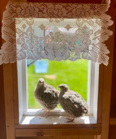 Healthy Coturnix quail trio (2 hens + 1 roo) ready for a great new home — Innisfil area Fun little e...