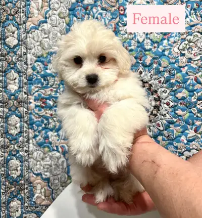 Cockapoo Puppies, View more