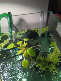 Amazon frogbit aquarium plants