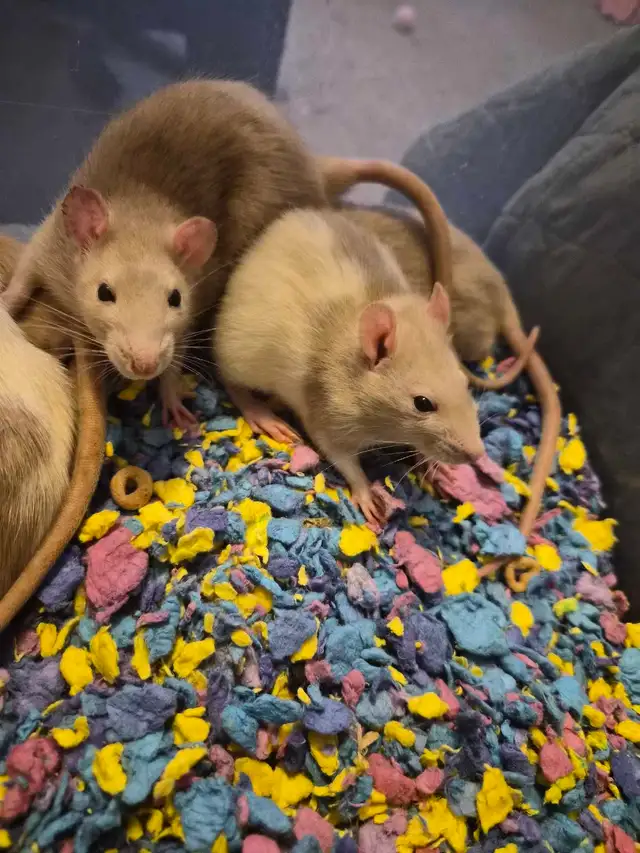 cuddly baby rats need furrever homes!! in Small Animals for Rehoming in Oshawa / Durham Region - Image 3